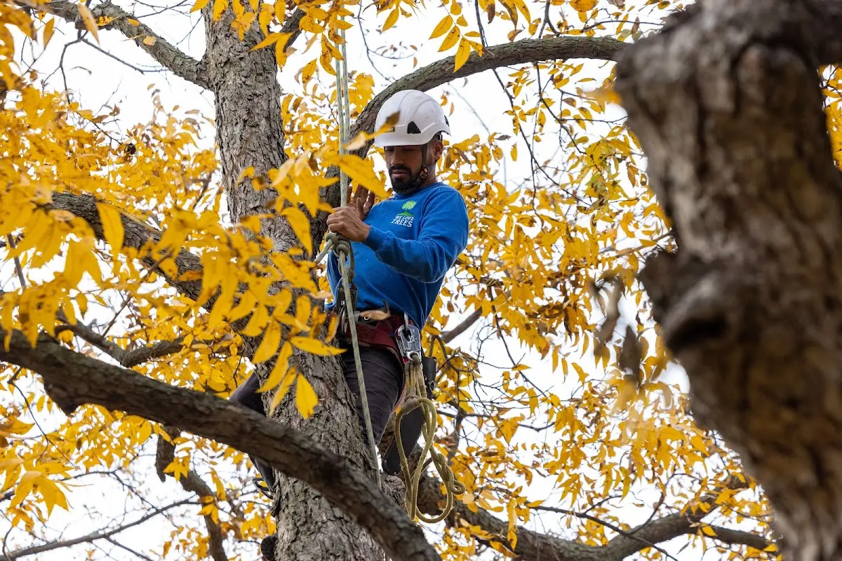 Skilled Tree Transplanting crew working in Maryville